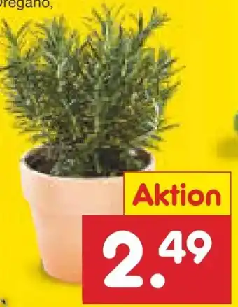 Netto Marken-Discount Kräuter im Topf Angebot