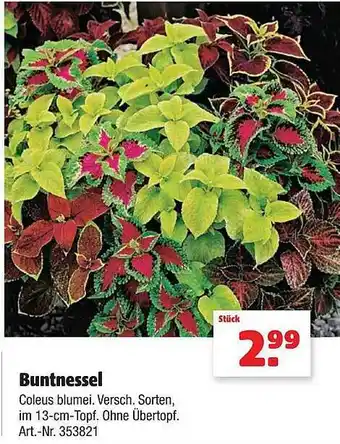 Hagebau Buntnessel Angebot