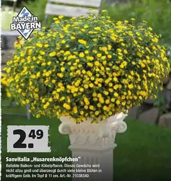 Hagebau Sanvitalia „husarenknöpfchen“ Angebot