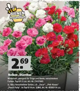 Hagebau Nelken Dianthus Angebot