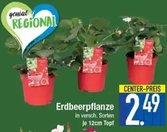 E-Center Erdbeerpflanze 12 cm Angebot