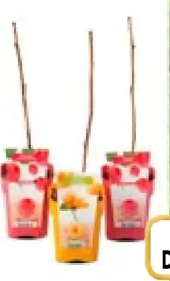Aldi Nord Himbeeren Pflanzen Angebot