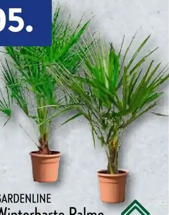 Aldi Nord Palme Angebot