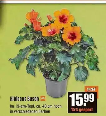 V Baumarkt Hibiscus Busch Angebot