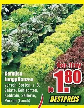 B1 Discount Baumarkt Gemüse-jungpflanzen Angebot