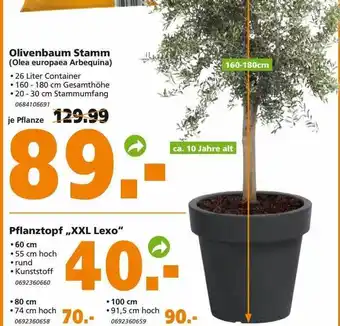 Globus Baumarkt Olivenbaum Stamm Oder Pflanztopf „XXL Lexo“ Angebot