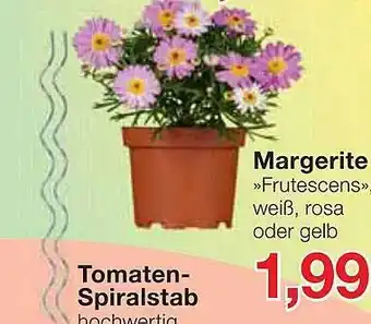 Jawoll Margerite Angebot