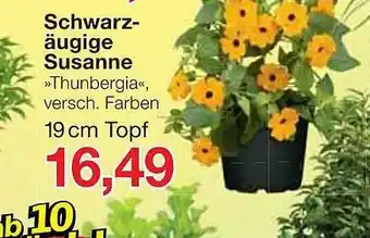 Jawoll Schwarzäugige Susanne Thunbergia Angebot