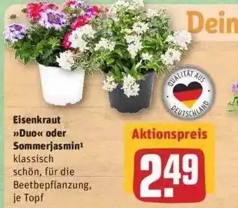 REWE Eisenkraut>duo< Oder Sommerjasmin Angebot