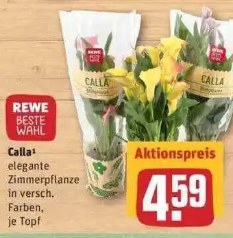 REWE Calla Angebot