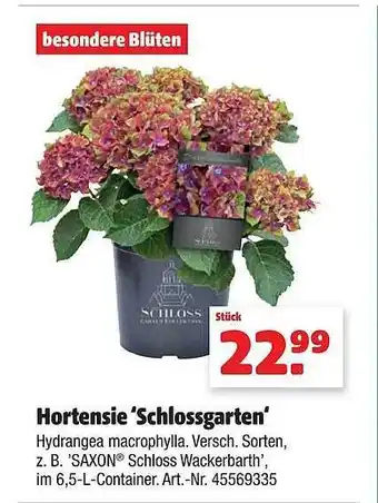 Hagebau Hortensie „schlossgarten“ Angebot