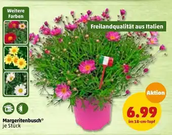 PENNY Margeritenbusch Angebot