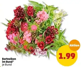 PENNY Bartnelken im Bund Angebot