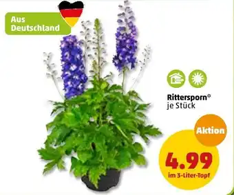 PENNY Rittersporn Angebot