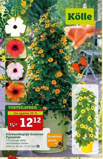 Pflanzen Kölle Kölle Schwarzäugige Susanne Pyramide Angebot