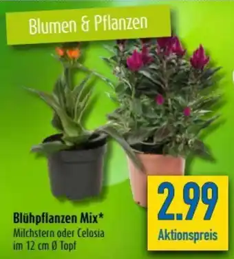 diska Blühpflanzen Mix Angebot