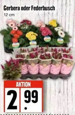 Edeka Gerbera Oder Federbusch Angebot