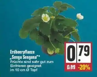 Edeka Erdbeerpflanze „senga Sengana“ Angebot