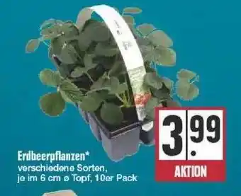 Edeka Erdbeerpflanzen Angebot