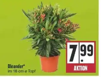 Edeka Oleander Angebot