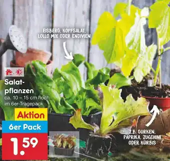 Netto Marken-Discount Salatpflanzen Angebot