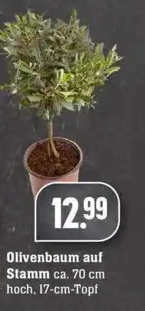 Edeka Olivenbaum Auf Stamm Angebot