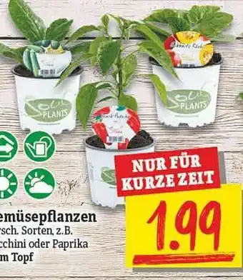 NP Discount Gemüsepflanzen Angebot