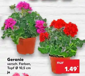 Kaufland Geranie  ∅10,5 cm Angebot