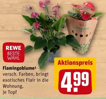 REWE Rewe beste wahl flamingoblume Angebot