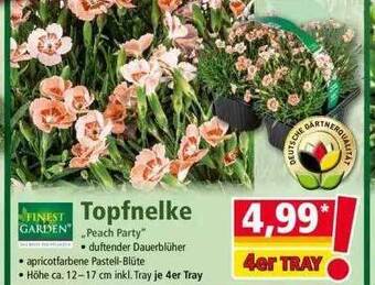 Norma Finest Garden Topfnelke Angebot