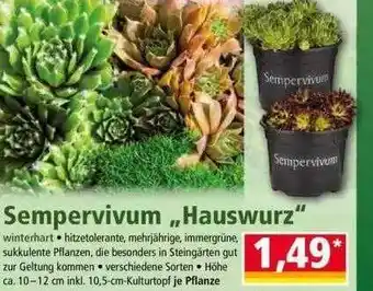 Norma Sempervivum „hauswurz” Angebot