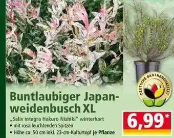 Norma Buntlaubiger Japan Weidenbusch Xl Angebot