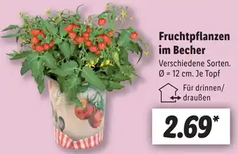 Lidl Fruchtpflanzen im Becher Angebot