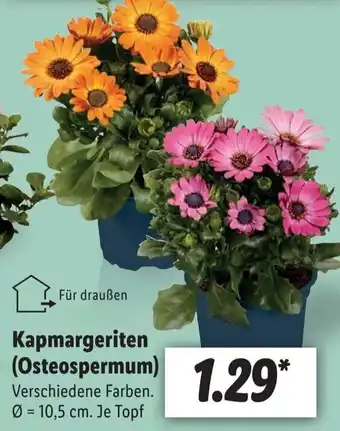 Lidl Kapmargeriten (Osteospermum) Angebot