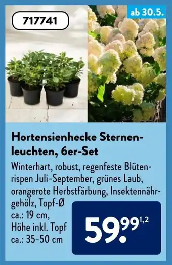 Aldi Süd Hortensienhecke Sternenleuchten 6st Angebot