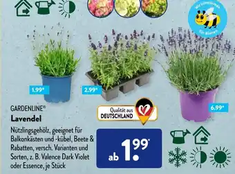 Aldi Süd GARDENLINE Lavendel Angebot