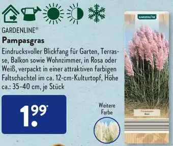Aldi Süd Gardenline Pampasgras Angebot