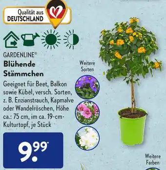 Aldi Süd Gardenline Blühende Stämmchen Angebot