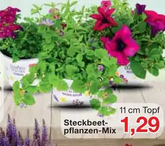 Jawoll Steckbeet Pflanzen Mix Angebot