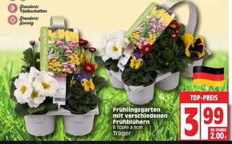 Edeka Frühlingsgarten mit verschiedenen Frühblühern Angebot