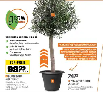 palmlilie winterhart kaufen Yucca gloriosa Palmlilie vom Toskanagarten – toskanagartenshop main image 1