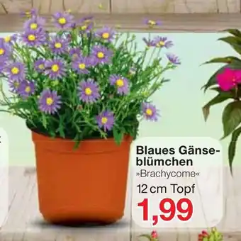 Jawoll Blaues Gänse-blümchen Brachycome 12cm Topf Angebot