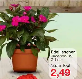 Jawoll Edellieschen Impatiens Neu Guinea 12cm Topf Angebot