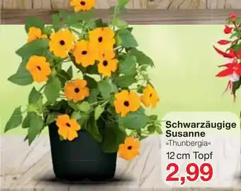 Jawoll Schwarzäugige Susanne Thunbergia 12cm Topf Angebot