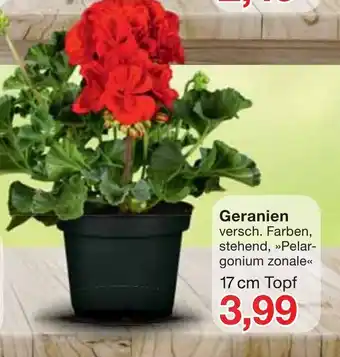 Jawoll Geranien versch. Farben, stehend, Pelargonium zonale 17cm Topf Angebot