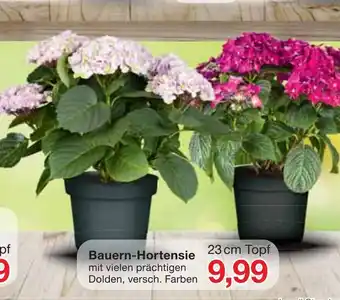 Jawoll Bauern-Hortensie mit vielen prächtigen Dolden, versch. Farben 23cm Topf Angebot