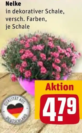 REWE Center Nelke Angebot