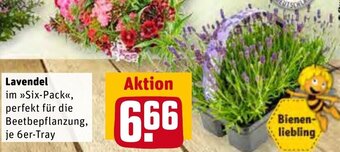 REWE Center Lavendel Angebot