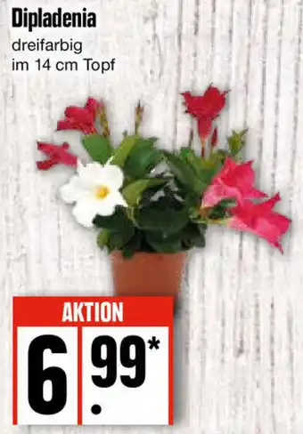 Edeka Dipladenia Angebot