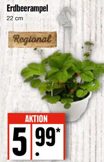 Edeka Erdbeerampel 22 cm Angebot